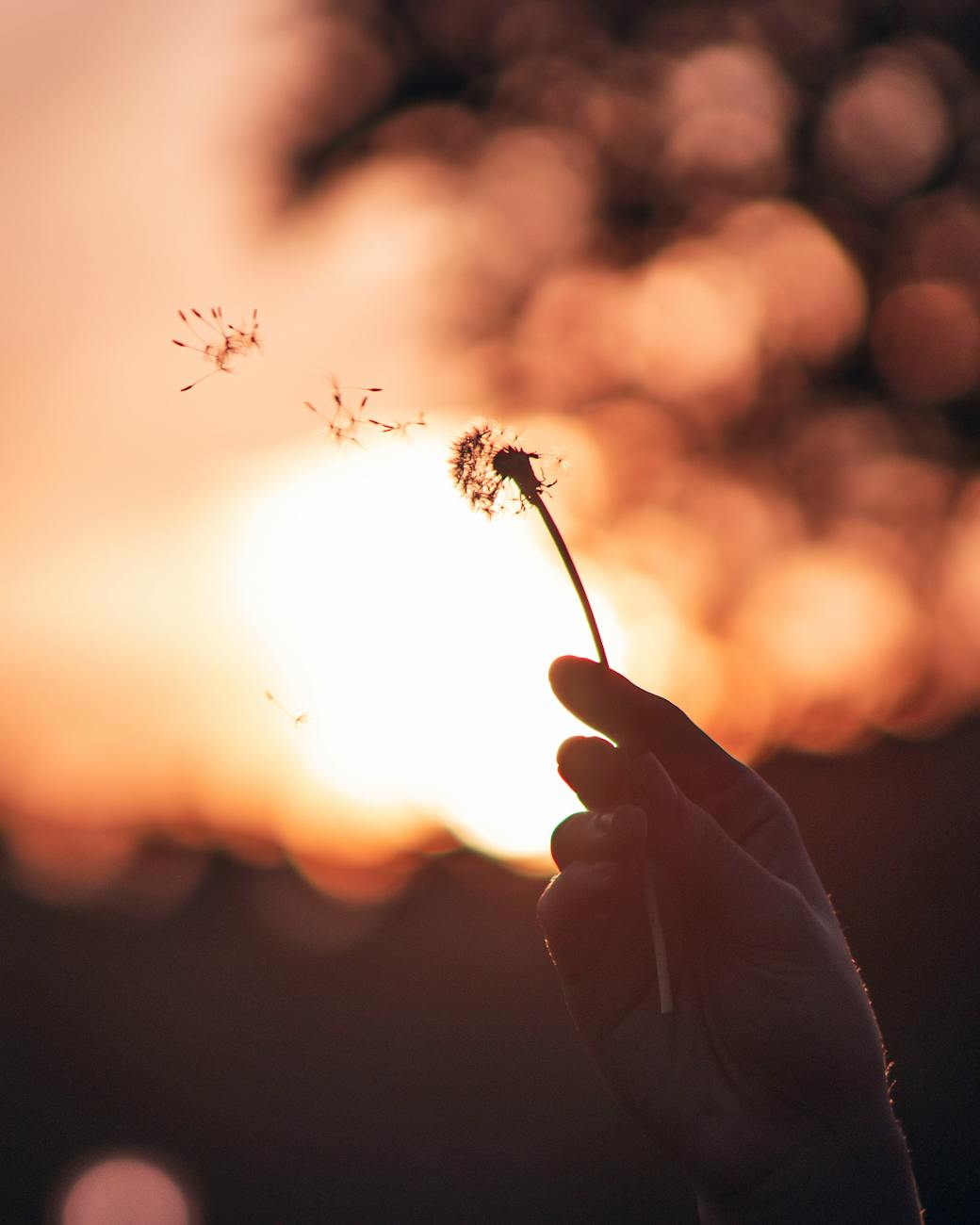What Dandelions Teach Us