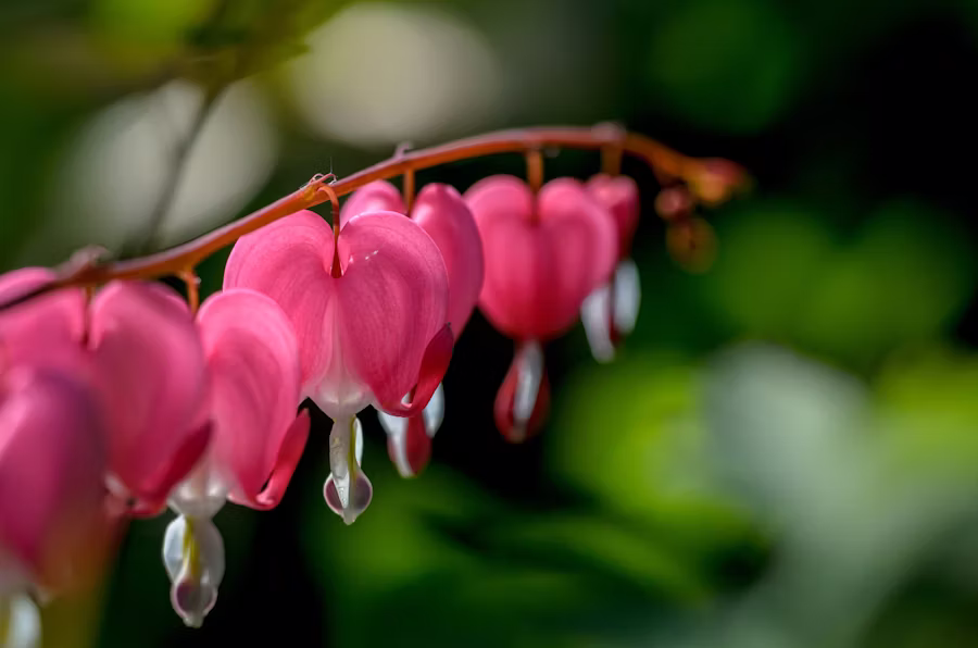 bleeding heart plant